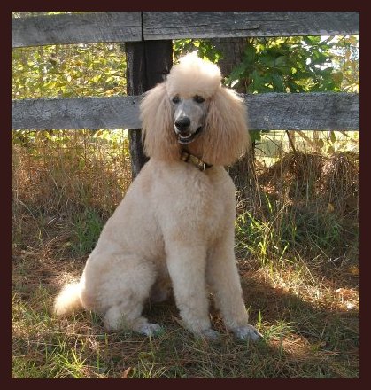 cream and white parti poodle