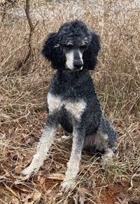 Rivers Edge Standard Poodles